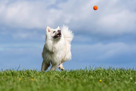 Playing Icelandic dog