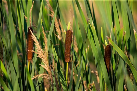 Broad-leaved cattail (Typha latifolia) is native flower in north America. Broadleaf cattail,