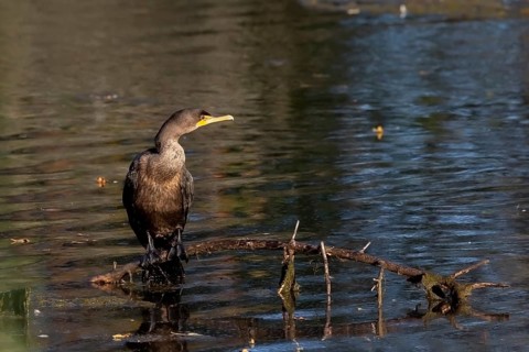 Double-crested cormorants (Phalacrocorax aurituson) on the river