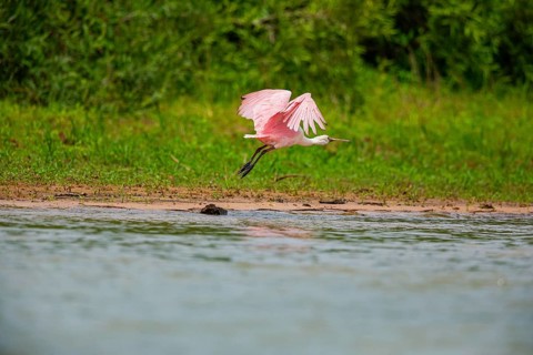 Roseate spoonbill (Ajaia ajaja) Pantanal Brazil