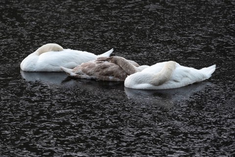 A mute swan family sleeps on the frozen Saale river