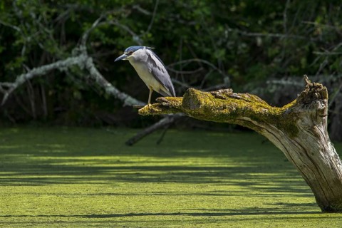 Black-crowned night heron (Nycticorax nycticorax), black-capped night heron perched on tree trunk