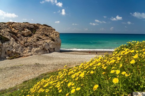 Spring flowers on the beach of Petra tou Romiou, the Rock of Aphrodite in Kouklia near Paphos,