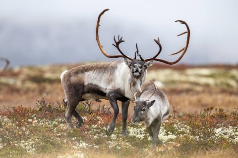 Wild mountain reindeer (Rangifer tarandus tarandus), reindeer, bull courting female, rutting, in