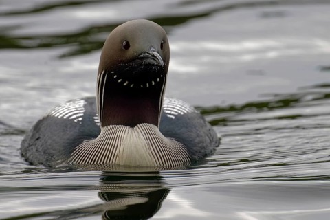 Black-throated loon (Gavia arctica), in splendid plumage, looking forward, Finland, Europe