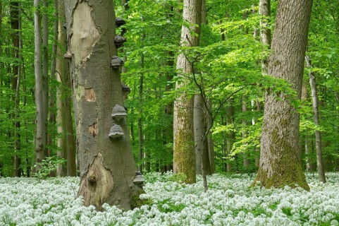 Deciduous forest with flowering ramson (Allium ursinum), dead copper beech (Fagus sylvatica) with