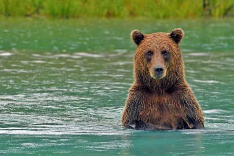 Brown bear (Ursus arctos) standing on hind legs up to chest in water and looking at camera, Lake
