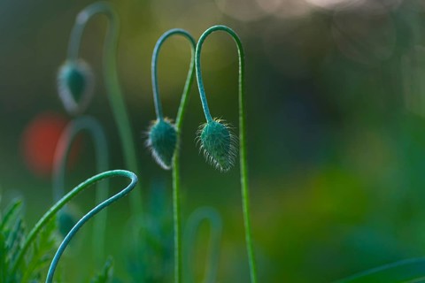 Close-up, poppy flowers (Papaver rhoeas), bud, Neustadt am Rübenberge, Germany, Europe