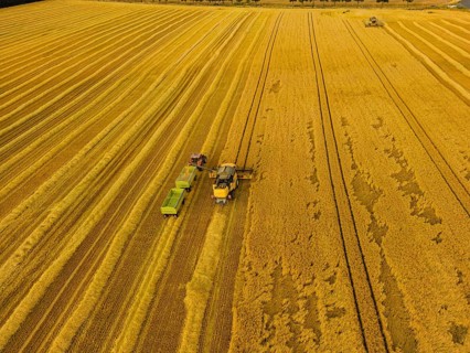 Grain harvest in a field near Babisnau on the outskirts of Dresden