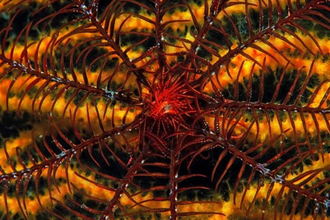 Mediterranean feather star on colour-changing gorgonian (Antedon Mediterranea Paramuricea clavata),