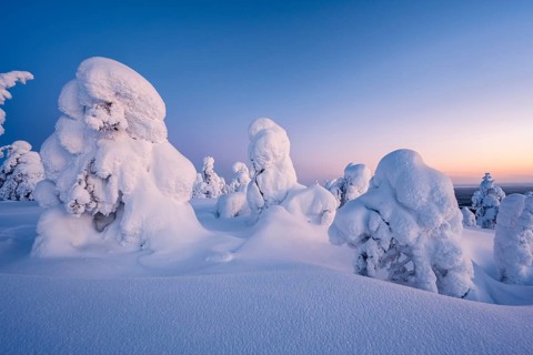 Snowed-in trees, winter landscape, Riisitunturi National Park, Posio, Lapland, Finland, Europe