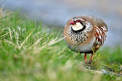 Red-legged Partridge (Alectoris rufa) foraging, Scotland, UK