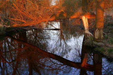 Alder quarry forest in spring shortly in front of sunset, fallen willow over a ditch,