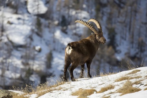 Alpine ibex (Capra ibex) male with large horns foraging on mountain slope in the snow in winter,