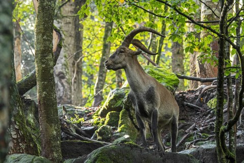 Iberian ibex, Spanish ibex (Capra pyrenaica) male foraging among rocks in forest on mountain slope