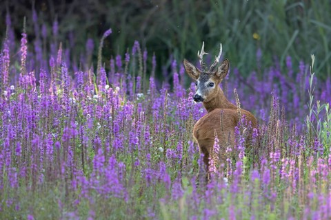 Roebuck securing in flowering loosestrife (Lythrum salicaria), Europe, Austria, Upper Austria,