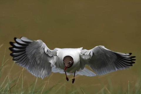 Black-headed Black-headed Gull (Chroicocephalus ridibundus), flight study, individual in flight,