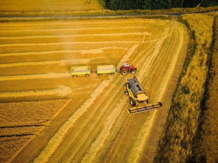 Grain harvest in a field near Babisnau on the outskirts of Dresden