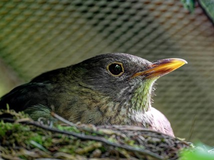 Blackbird (Turdus merula) Female brooding in nest, Saxony, Germany, Europe