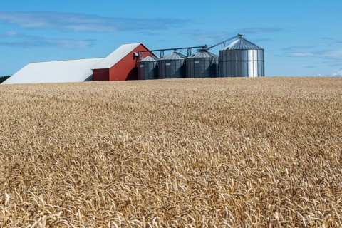 Field of wheat at silos at Sjörup, Ystad municipality, Skane, Sweden, Scandinaviaien, Europe