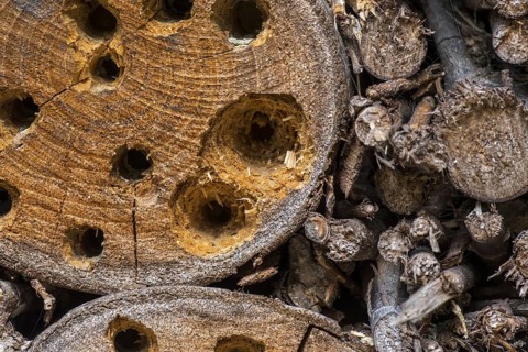 Insect hotel for solitary bees, nest holes, cavities in wood block damaged, hammered open and