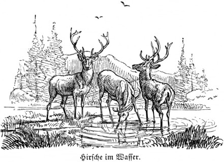 Three stags in the water, Hubertus hunting, hunting scenes, wild animals, nature, lake, shore,