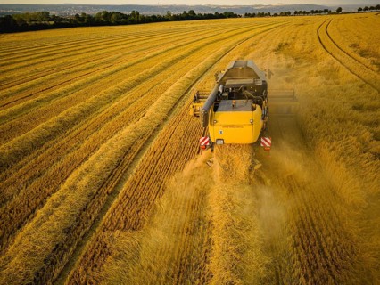 Grain harvest in a field near Babisnau on the outskirts of Dresden