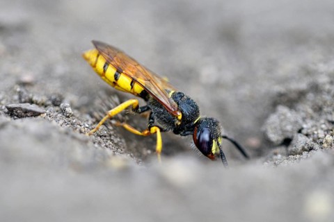 European beewolf (Philanthus triangulum), at the entrance of the breeding burrow, digging, Bottrop,