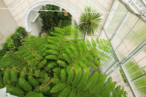 Palm House in Pillnitz Palace Park