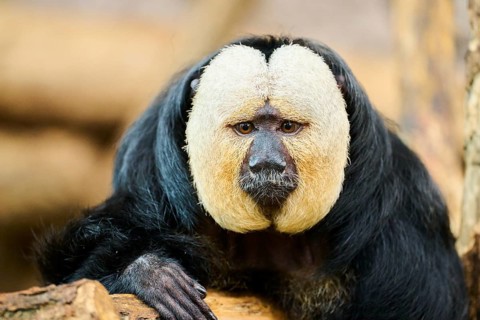 White-faced saki (Pithecia pithecia), male, portrait, captive, Germany, Europe