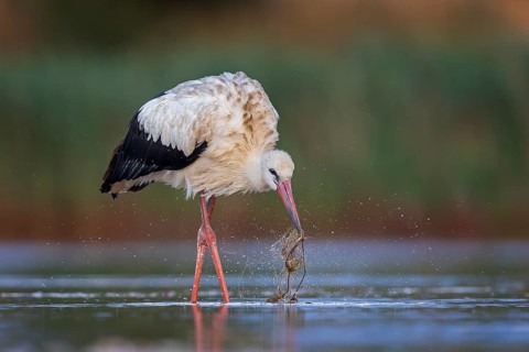 White Stork (Ciconia ciconia), white stork in shallow water foraging, playing with water plant,