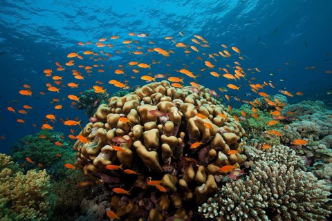 Coral reef with harem flag perch, Pseudanthias squamipinnis, Red Sea, Ras Mohammed, Egypt, Africa