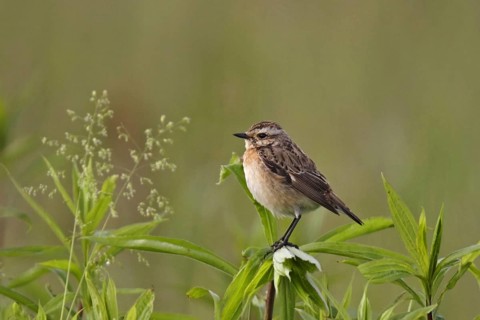 Whinchat, Saxicola rubetra, whinchat