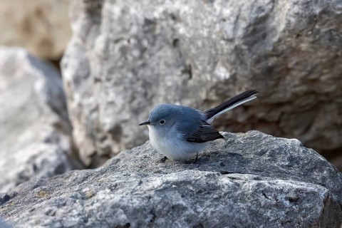 The blue-gray gnatcatcher or blue-grey gnatcatcher on the coast of lake Michigan. Small bird native