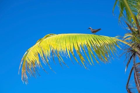 Palm leaf is occupied with bird, private island, bird island, privileged, ecological, adventure,
