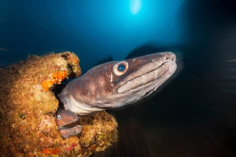 Conger conger eel and brown moray eel at Teti wreck, Conger conger, island Vis, Mediterranean Sea,