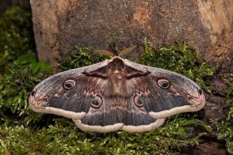 Saturnia pyri, giant peacock moth, male