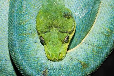 Green tree python, Morelia viridis, West Papua, Misool, Indonesia, Asia
