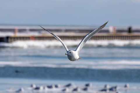The Herring gull in flight over a frozen river