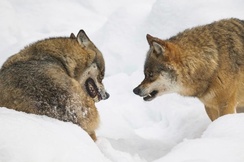 Two wolves restore the hierarchy