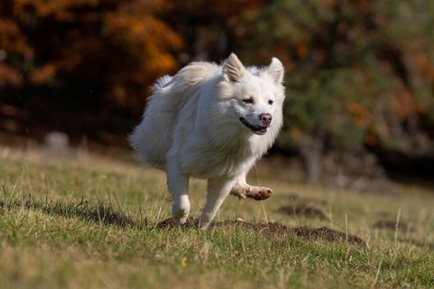 Racing Icelandic hound