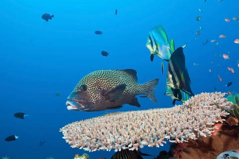 Sharpmouth batfish and harlequin sweetlips, Platax pinnatus, Komodo National Park, Indonesia, Asia