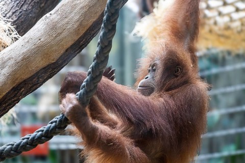 Sumatran orangutan (Pongo abelii) at Zurich Zoo, Zurich, Germany, Europe