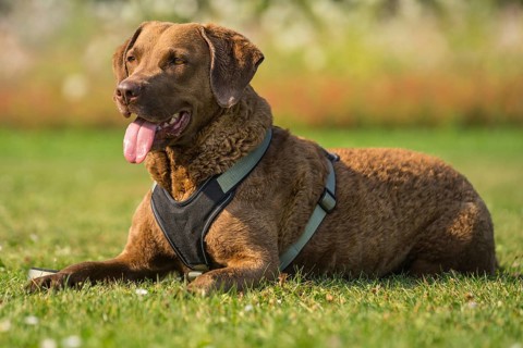Lying Chesapeake Bay Retriever