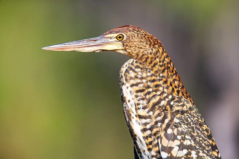 Rufescent tiger heron (Tigrisoma lineatum) Pantanal Brazil