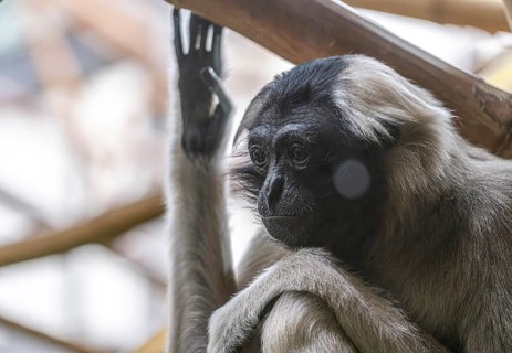 Pileated gibbon (Hylobates pileatus) at Zurich Zoo, Zurich, Germany, Europe