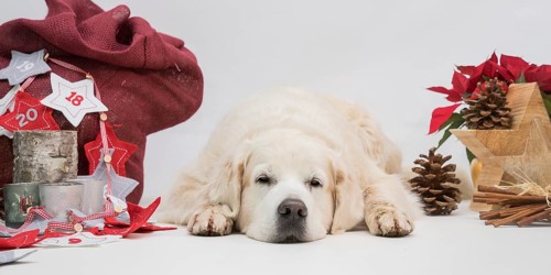 Lying Golden Retriever between Christmas decorations