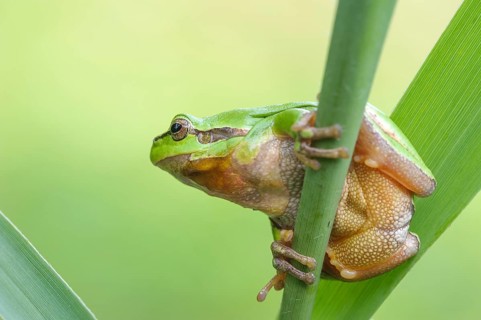 A European tree frog sitting on a reed