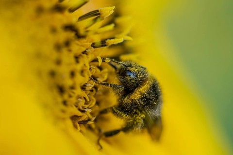 Bumblebee on Sunflower Helianthus annuus in golden sunset light