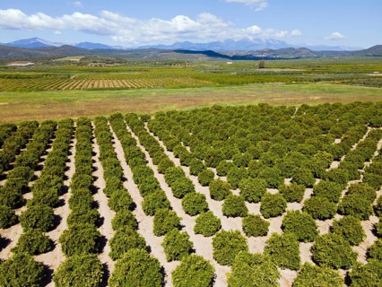 Drone shot, orange plantation, Skala, Mani, Lakonia, Peloponnese, Greece, Europe